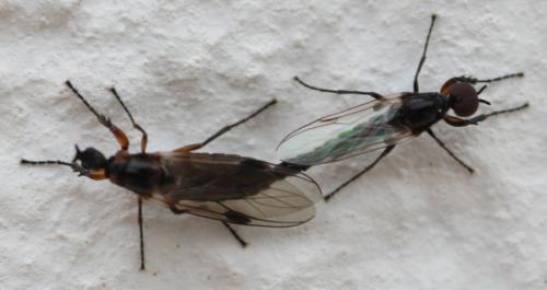Réf. 217 053 : Dilophus clavicornus